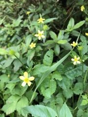 Ranunculus cantoniensis