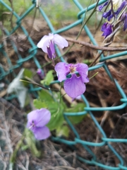 Orychophragmus violaceus