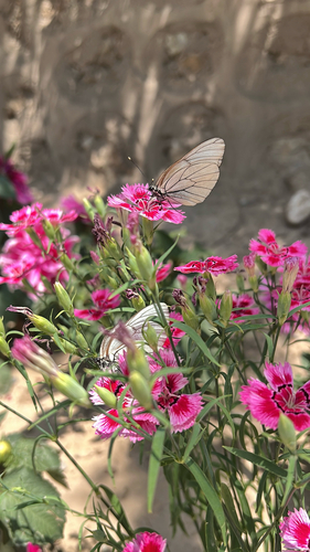Black-veined White