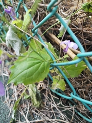 Orychophragmus violaceus