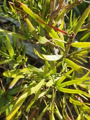 Afrocarpus falcatus