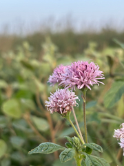 Palafoxia texana