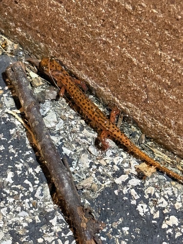 Cave Salamander