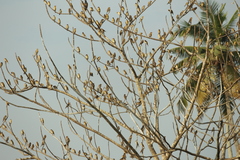 Ploceus philippinus