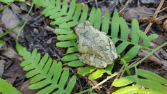 Hyla versicolor
