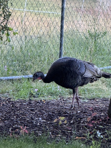 Wild Turkey