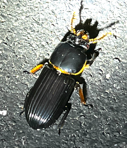Horned Passalus Beetle