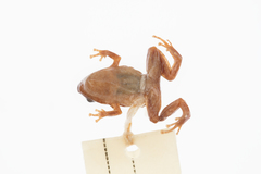 Cophixalus infacetus