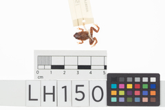 Cophixalus infacetus