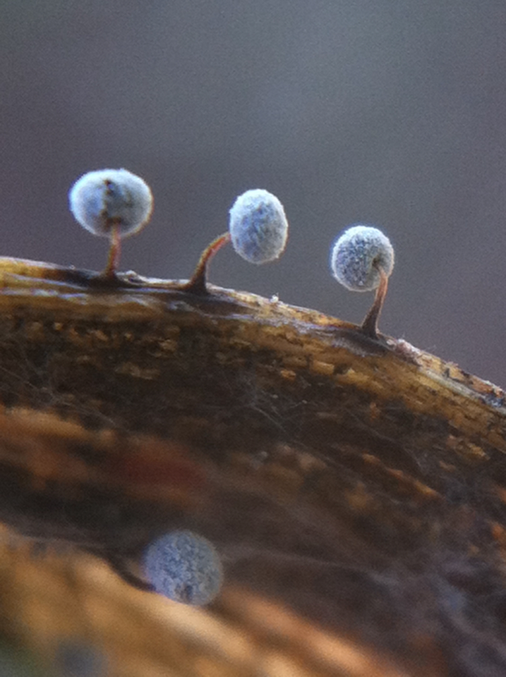 Didymium nigripes