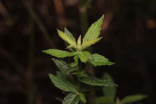 purpletop vervain