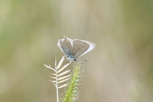 Silvery Blue