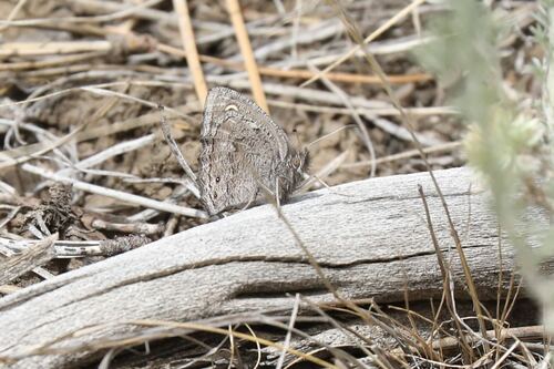 Small Wood-Nymph