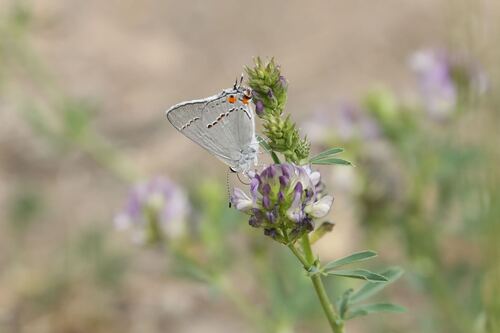Gray Hairstreak