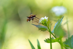 Bombylius major