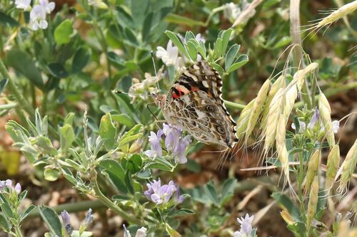 Painted Lady