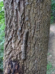 Lasiocampoidea