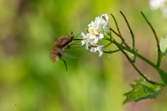 Bombylius major