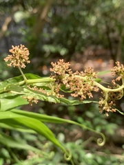 Flagellaria indica