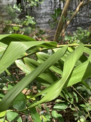 Flagellaria indica