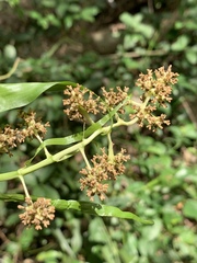 Flagellaria indica