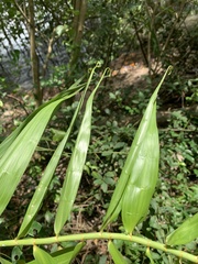 Flagellaria indica