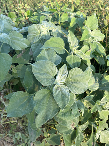 Helianthus argophyllus, photograph 5