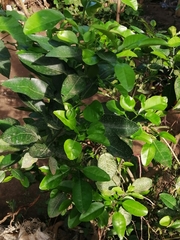 Citrus maxima