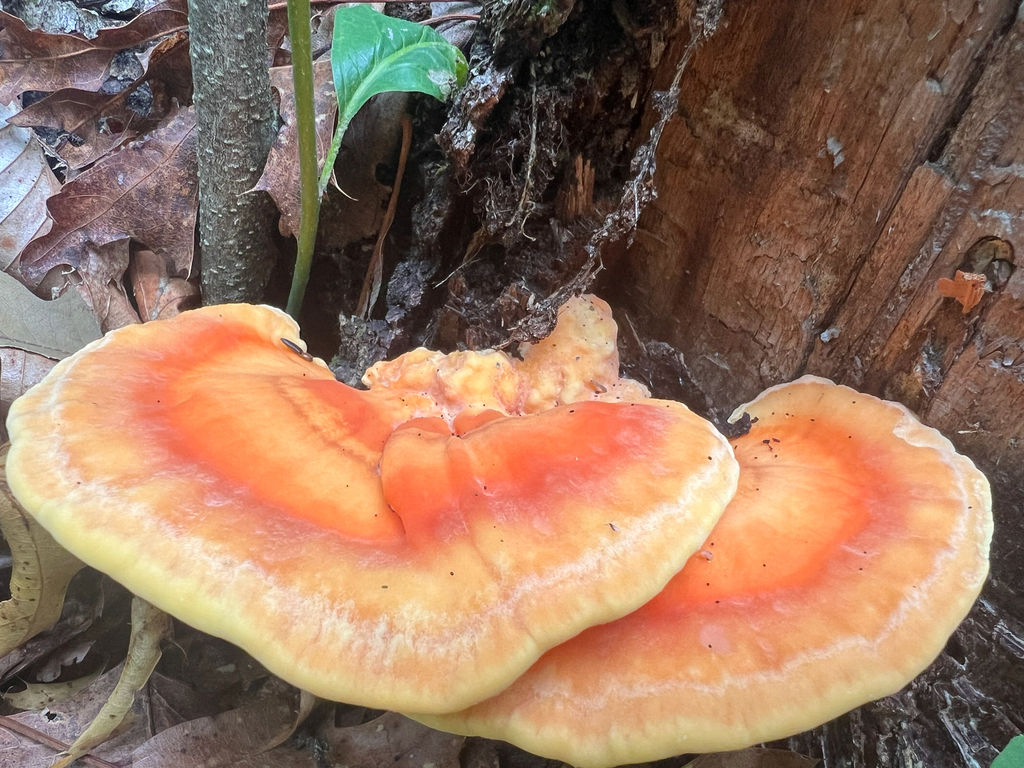 chicken of the woods · June 2026 · photo: Photo: (c) Deana Tempest Thomas, some rights reserved (CC BY) · iNaturalist