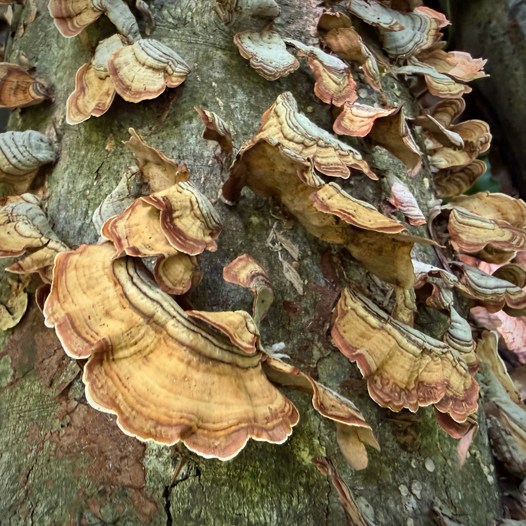 False Turkeytail · June 2026 · photo: Photo: (c) Caroline Kane, some rights reserved (CC BY) · iNaturalist