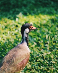 Vanellus indicus