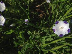 Nemophila maculata