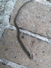 Amplorhinus multimaculatus