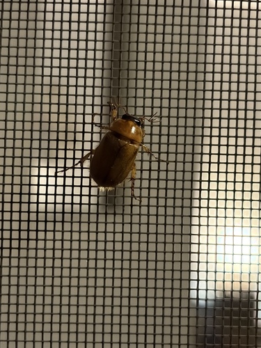 Northern Masked Chafer photo 4