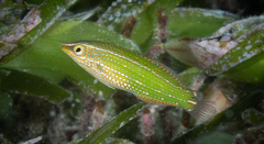 Argus Wrasse photo 2
