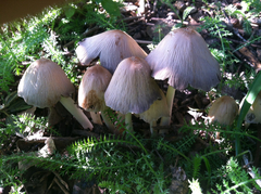 Coprinellus flocculosus