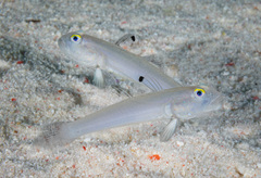Sixspot Goby photo 1