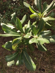 Pittosporum tobira