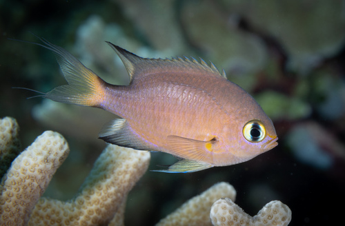 Dark-fin Chromis