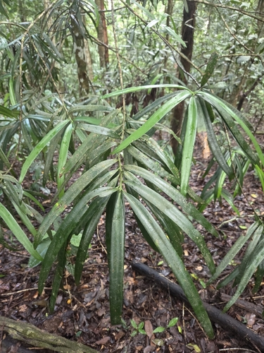 Podocarpus grayae observed 2026-06-27