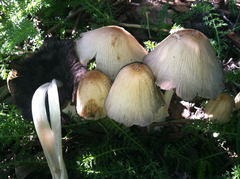 Coprinellus flocculosus