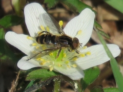 Anasimyia