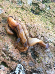 Bipalium adventitium