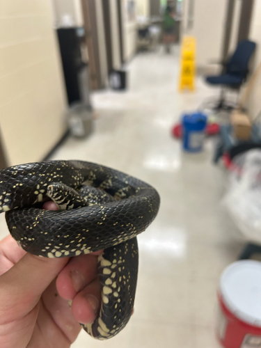 Black Kingsnake