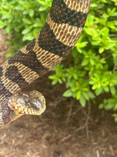 Common Watersnake
