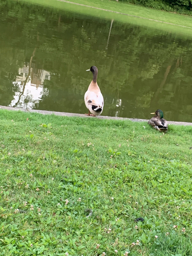 Domestic Mallard