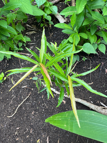 Flacourtia rukam observed 2026-06-26