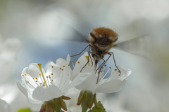 Bombylius major