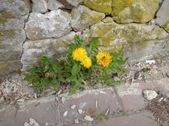 Taraxacum officinale