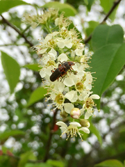 Atalantycha bilineata